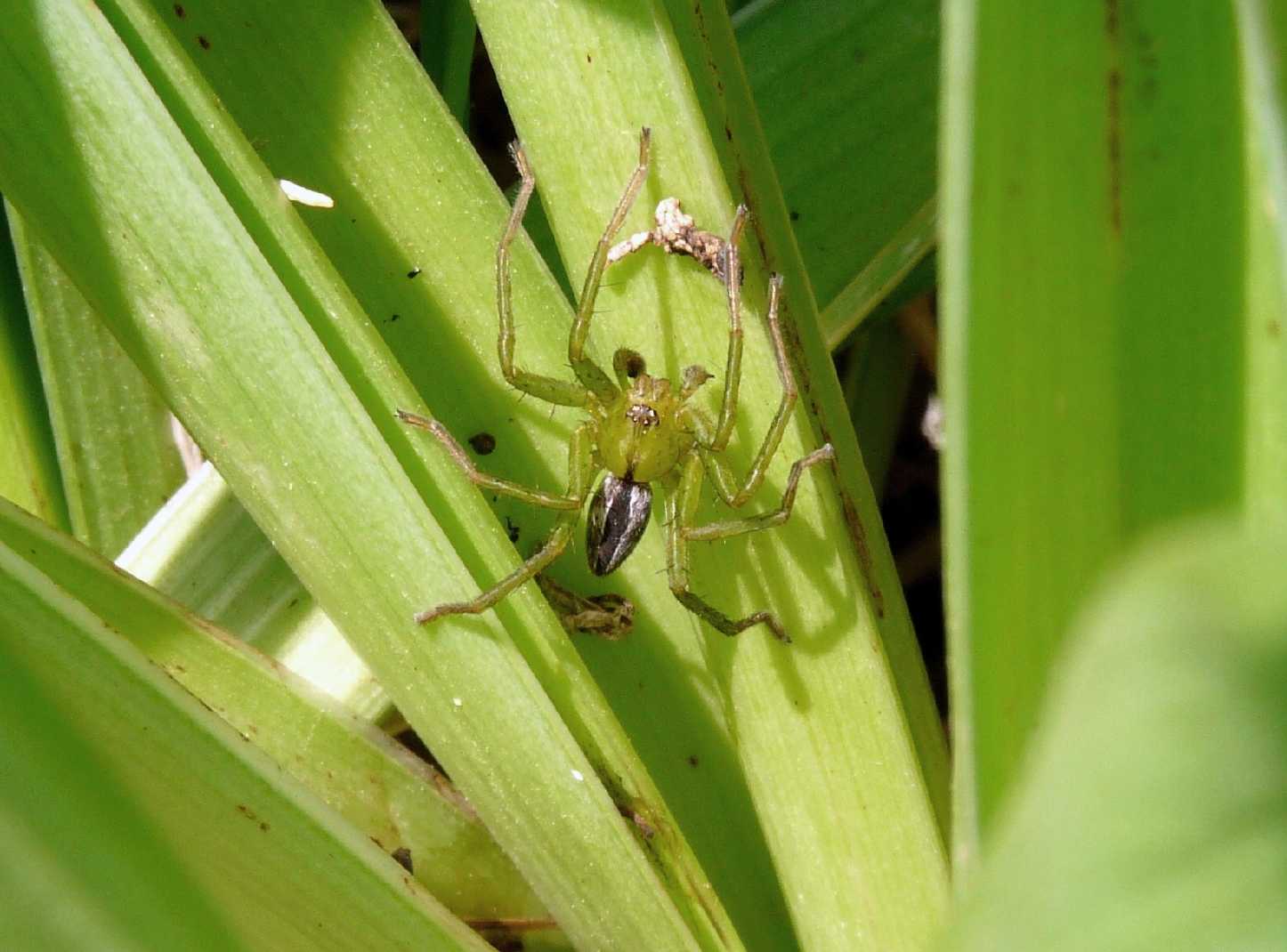 Micrommata ligurina